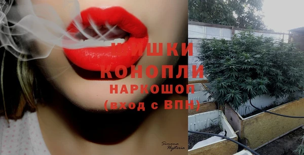 сатива Бородино